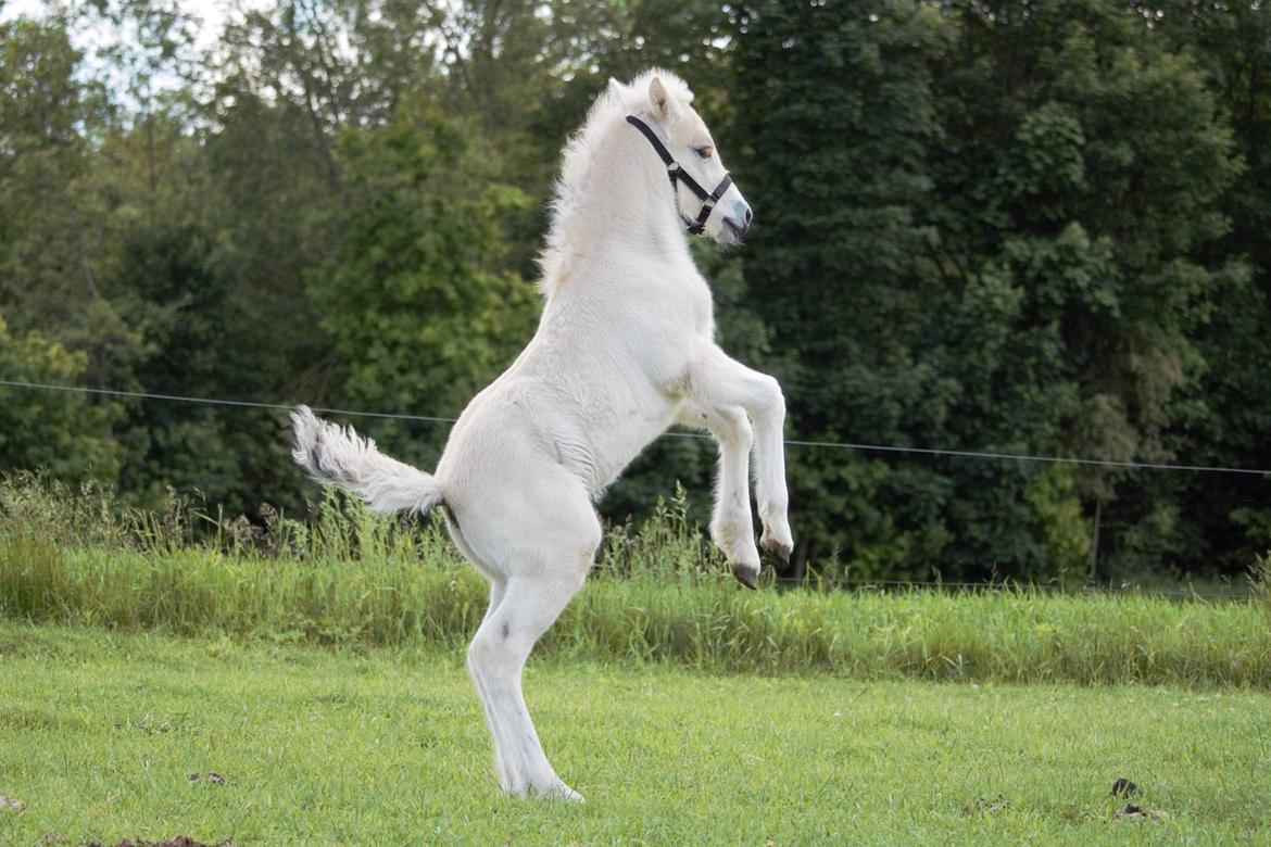 Fjordhest Bellis billede 9