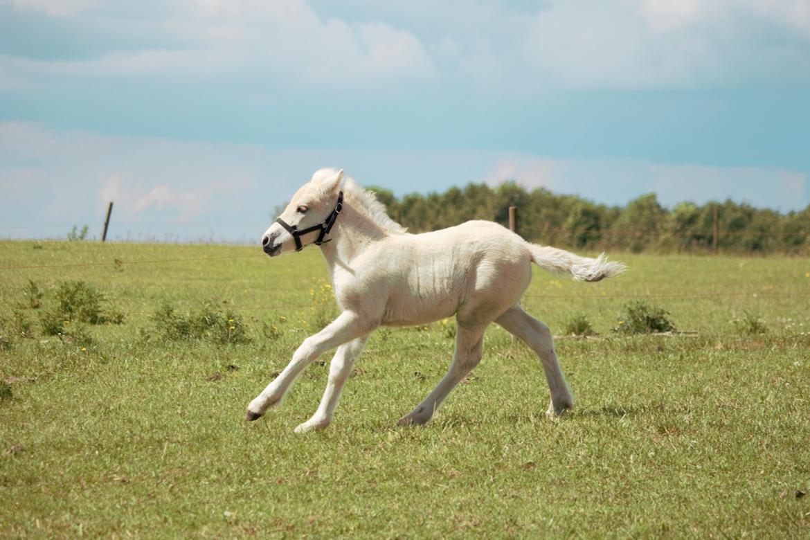 Fjordhest Bellis - Fart på! billede 7