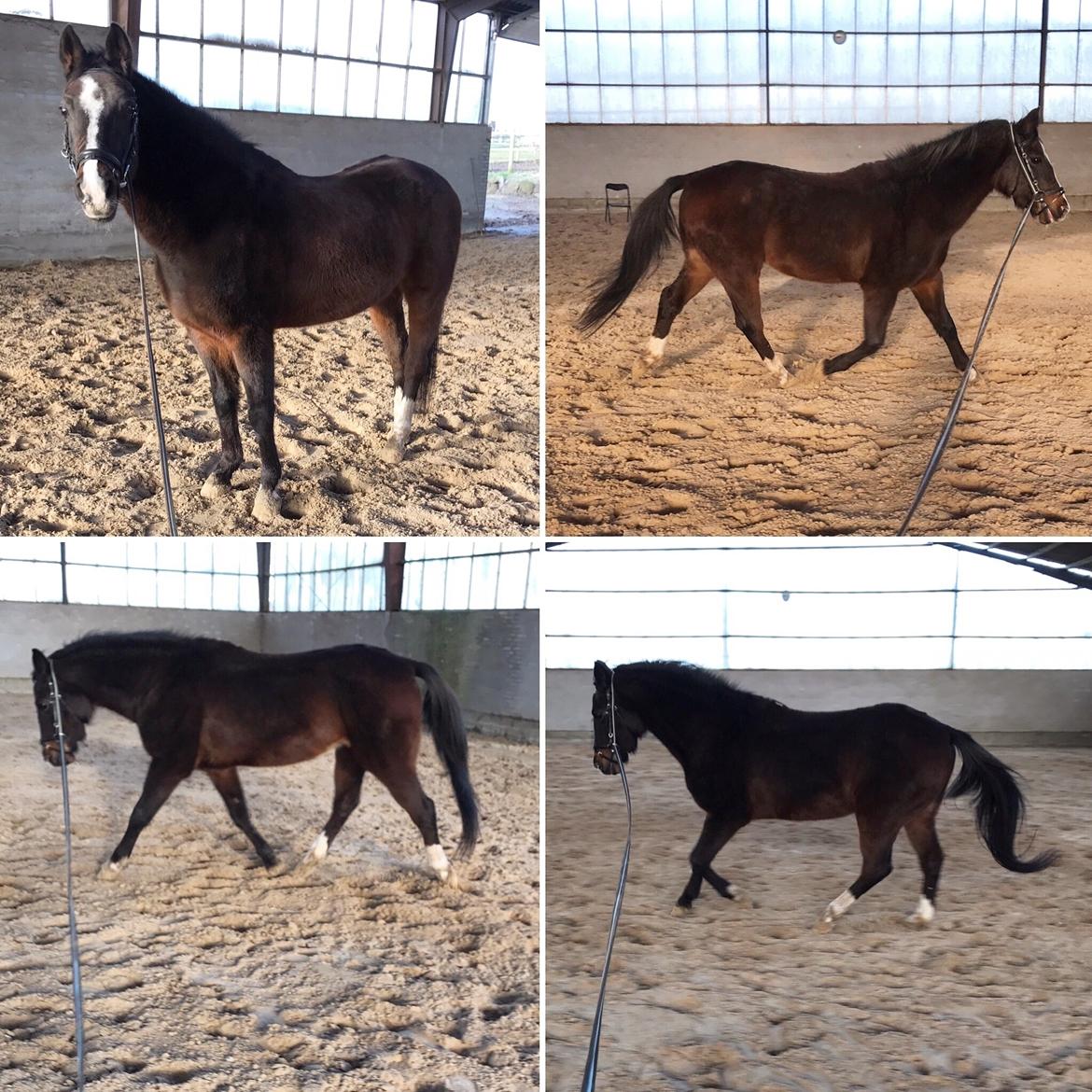 Tysk Sportspony Blind-Date - D. 9-12-2017 - Opstart af BD efter lang tids pause billede 1