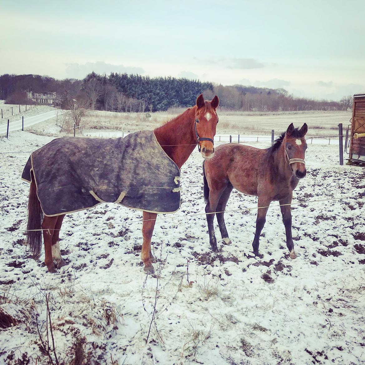 Dansk Varmblod Pilou billede 20