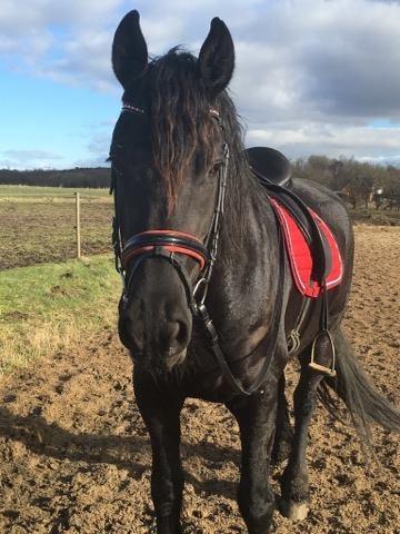 Frieser Hilde fan breuningswyck billede 16