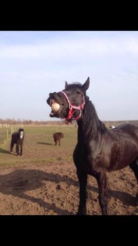 Frieser Hilde fan breuningswyck billede 17