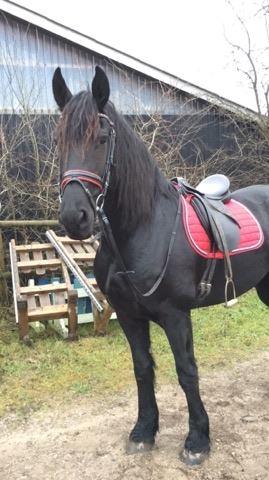 Frieser Hilde fan breuningswyck billede 18