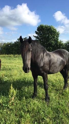 Frieser Hilde fan breuningswyck billede 9