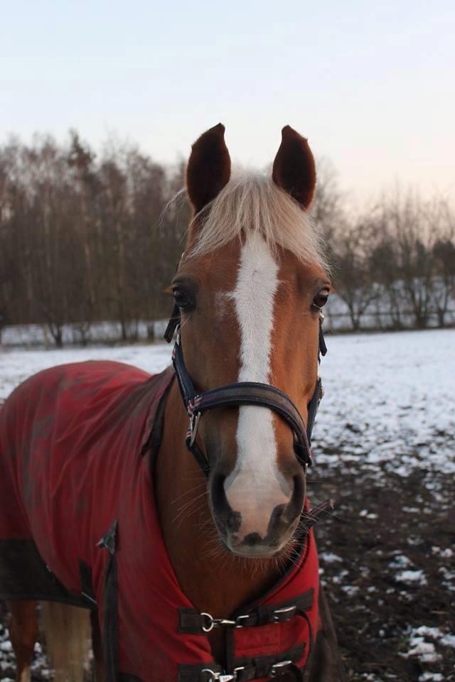 Anden særlig race June billede 10