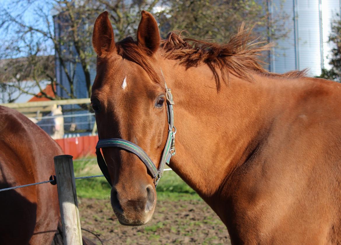 Dansk Varmblod Cayenne billede 7