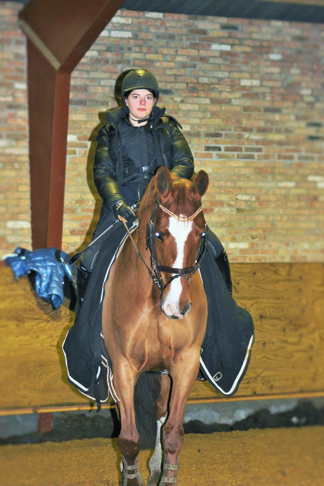 Dansk Varmblod Fine Miss Sunshine billede 16