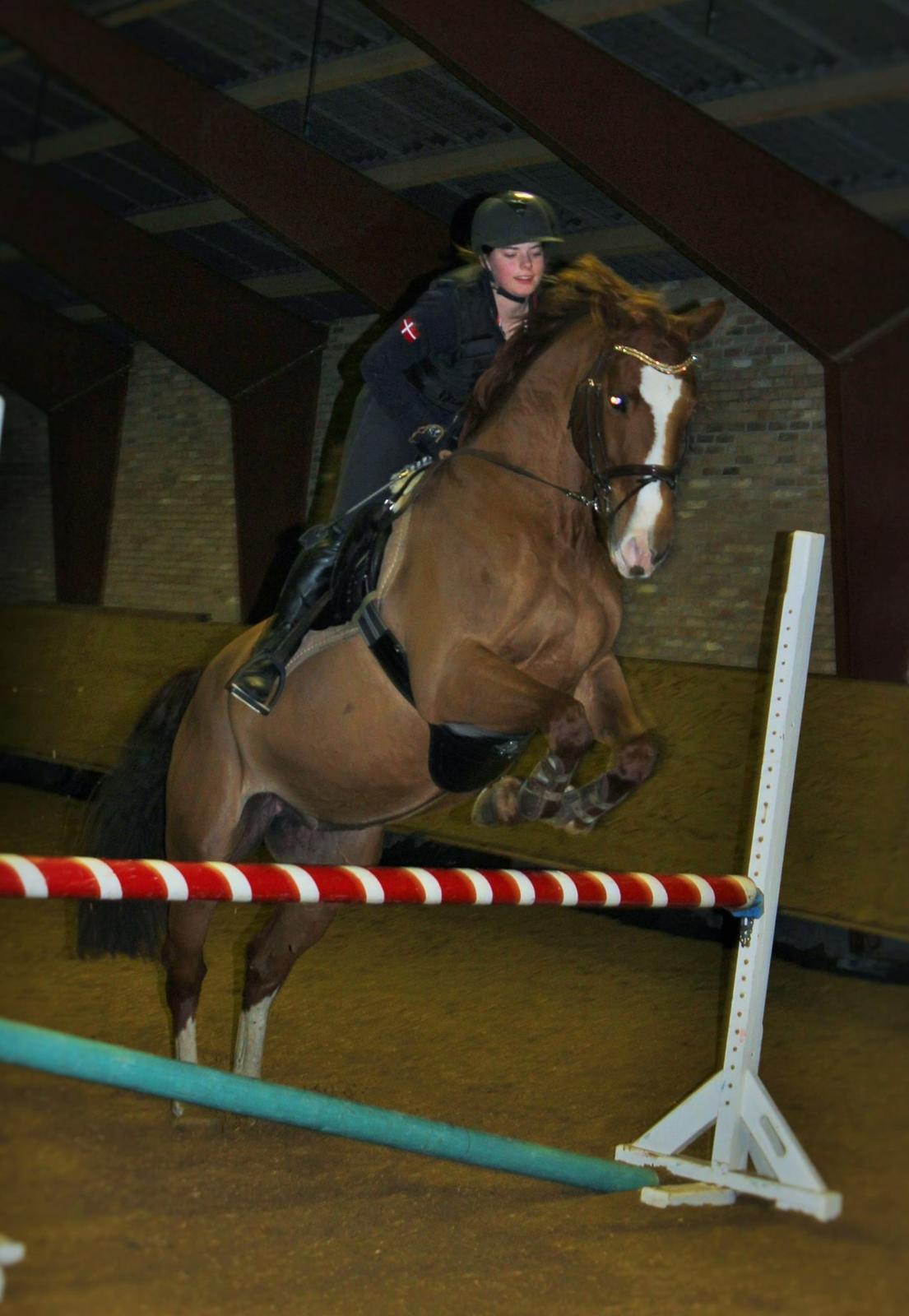 Dansk Varmblod Fine Miss Sunshine billede 17