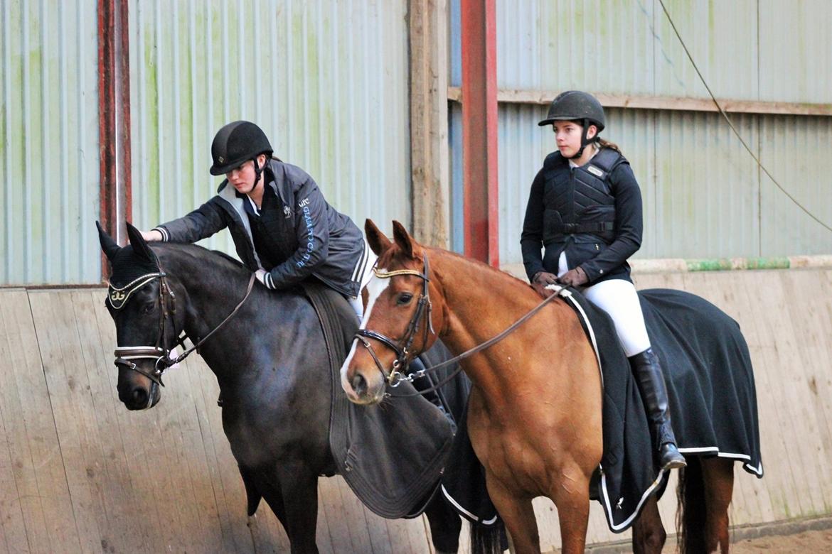 Dansk Varmblod Fine Miss Sunshine billede 18