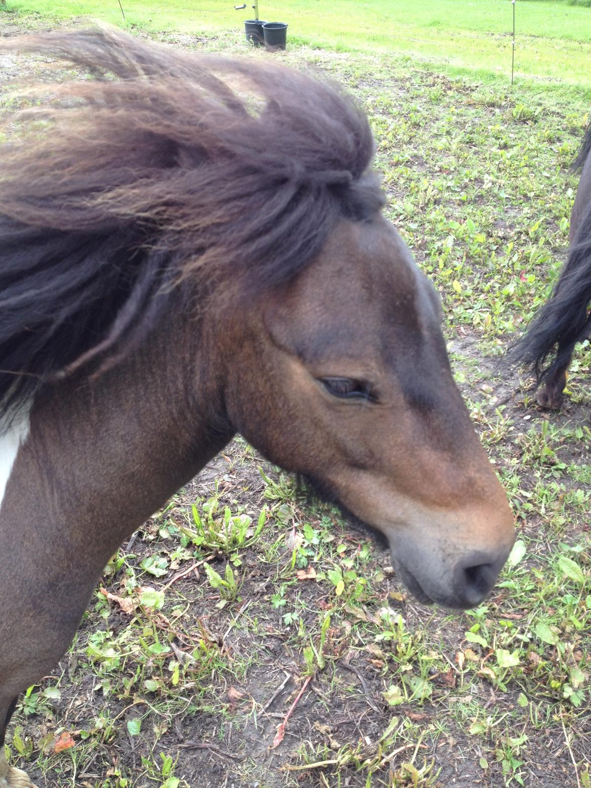 Shetlænder Julius billede 11
