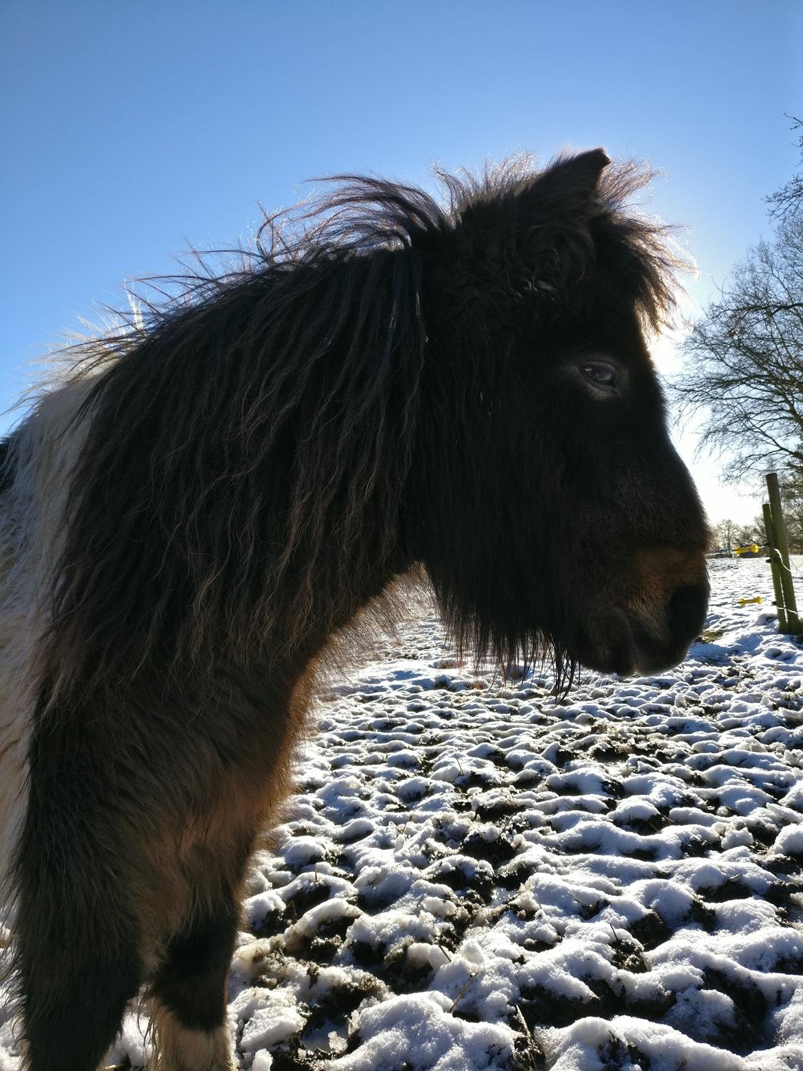 Shetlænder Julius billede 12