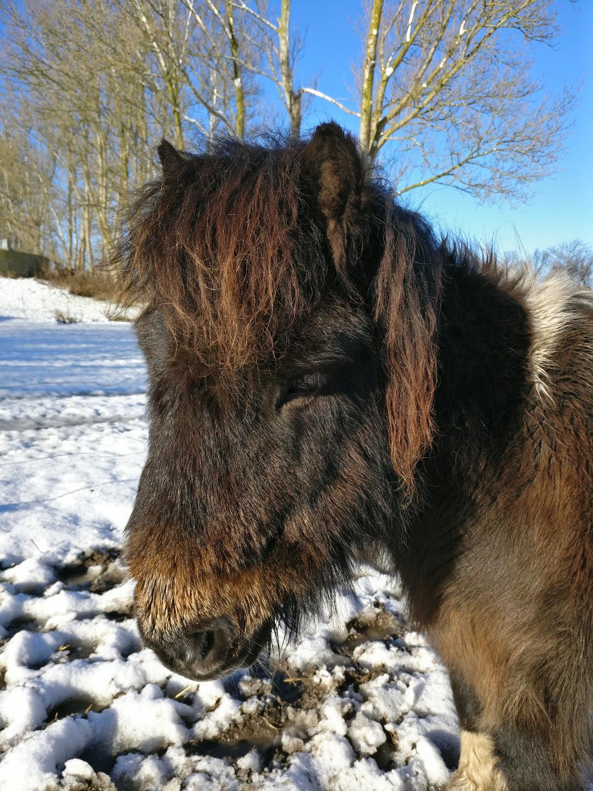 Shetlænder Julius billede 13