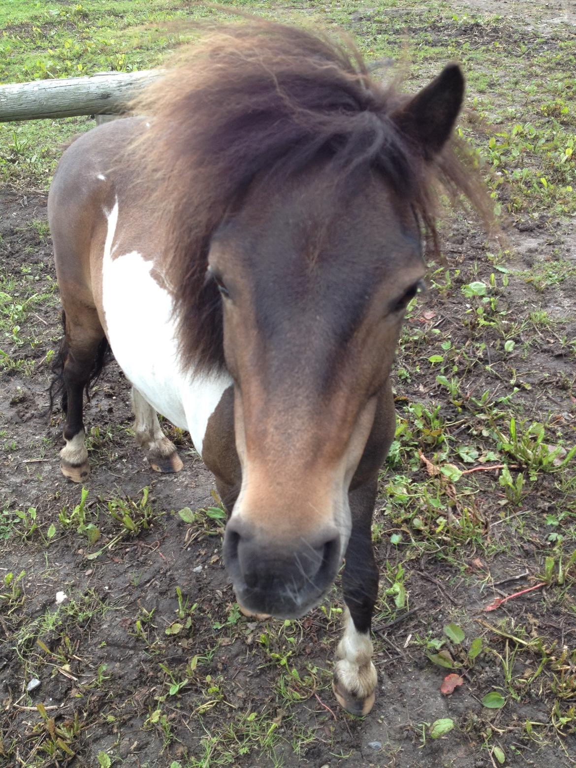 Shetlænder Julius billede 14