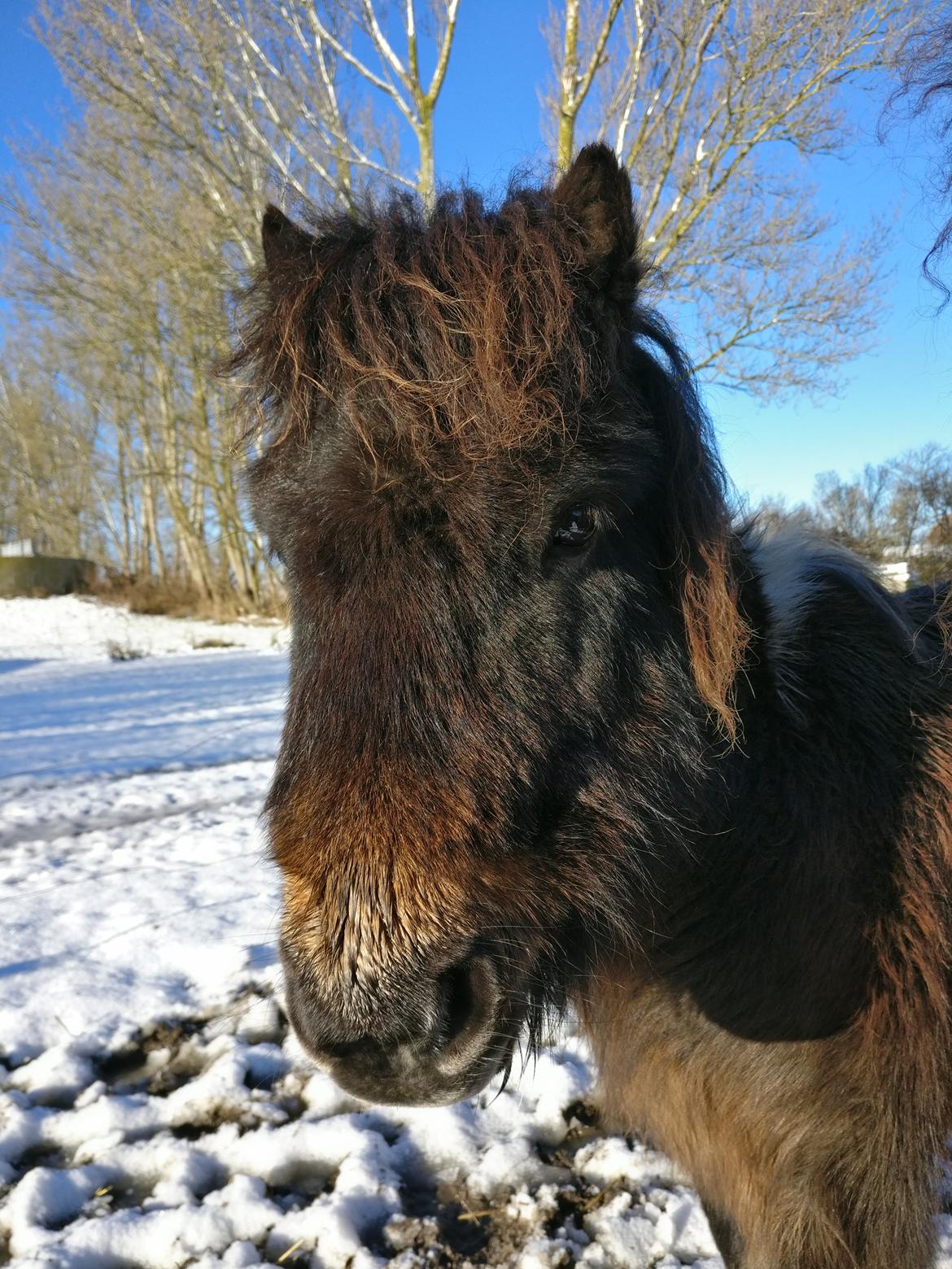Shetlænder Julius billede 15