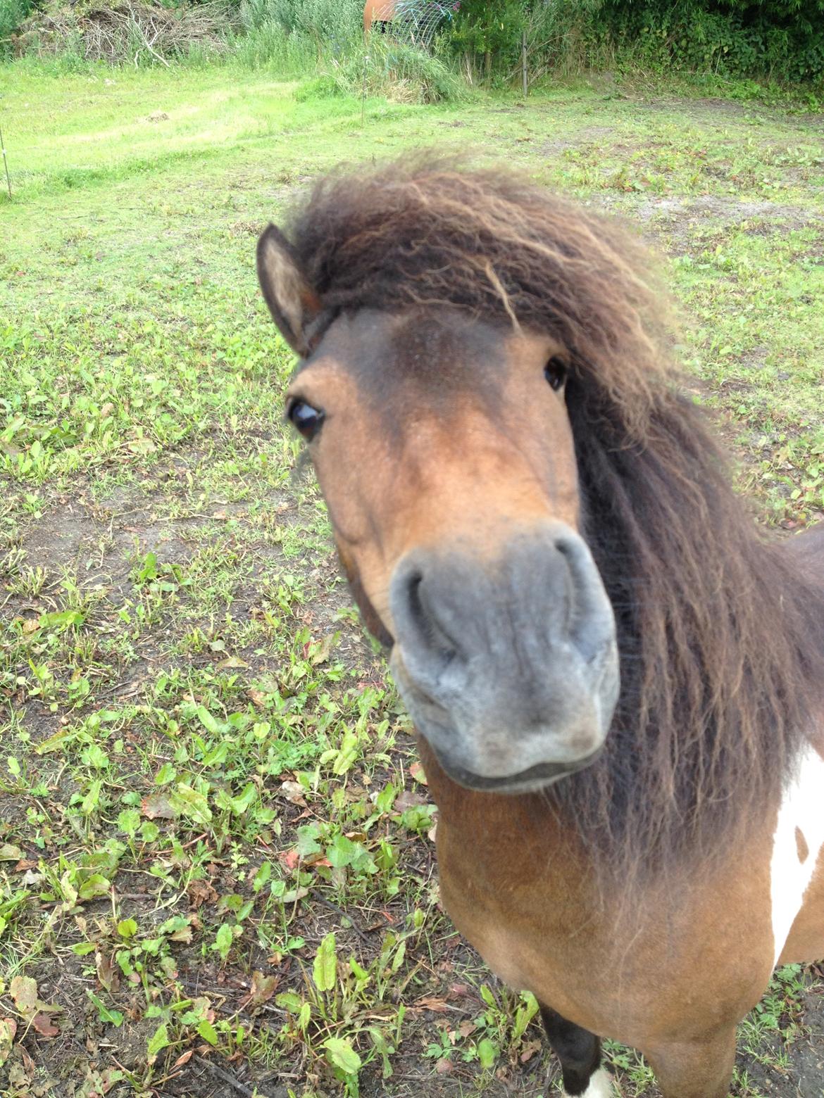 Shetlænder Trille billede 10