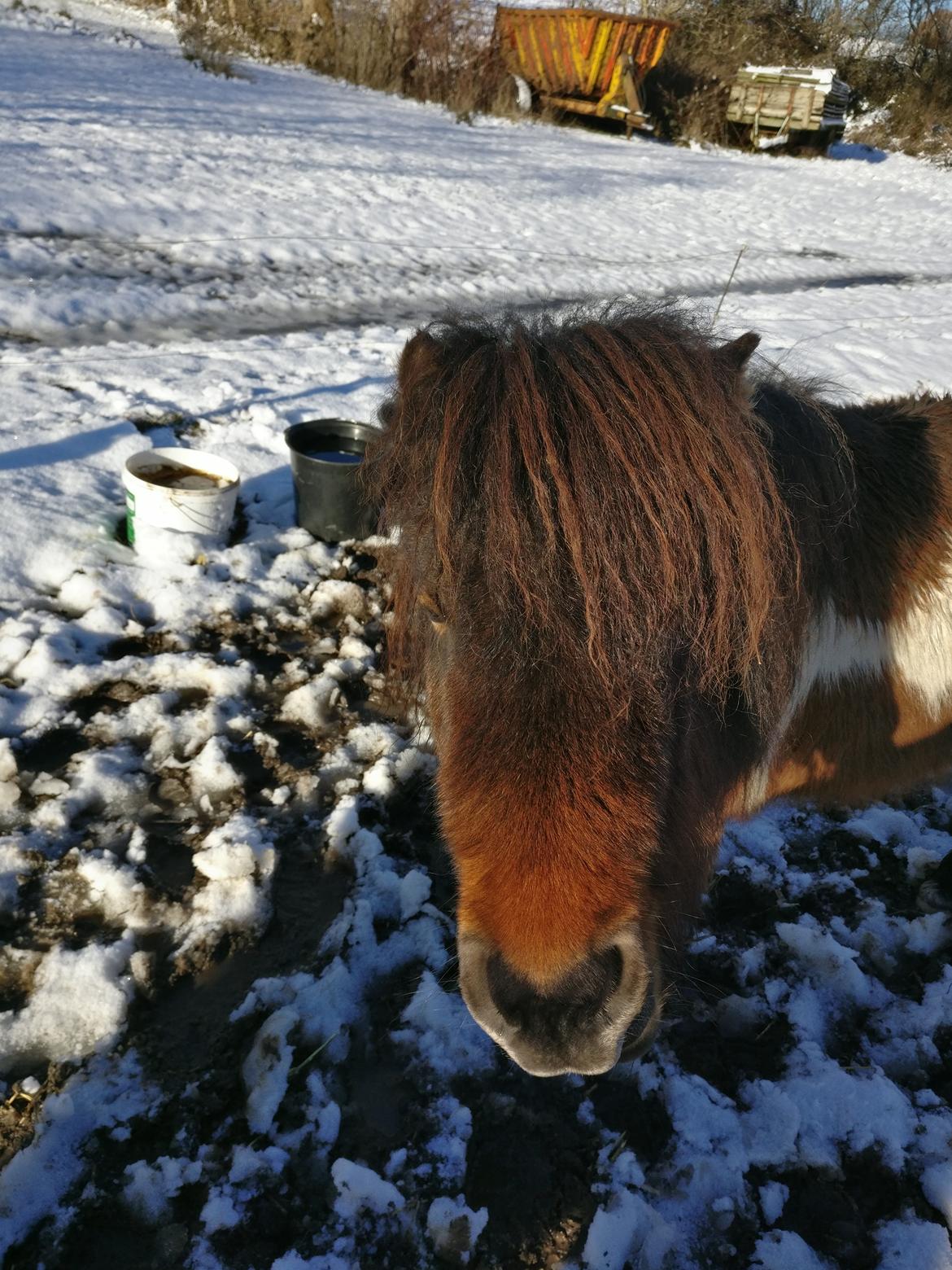 Shetlænder Trille billede 11