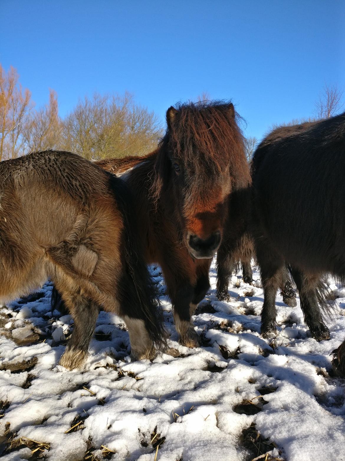 Shetlænder Trille billede 12