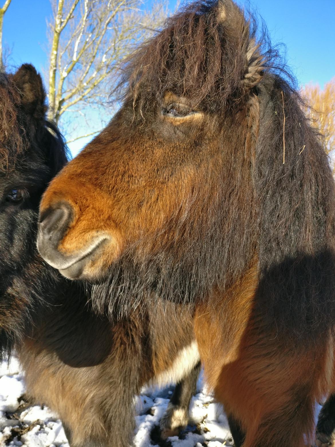 Shetlænder Trille billede 13