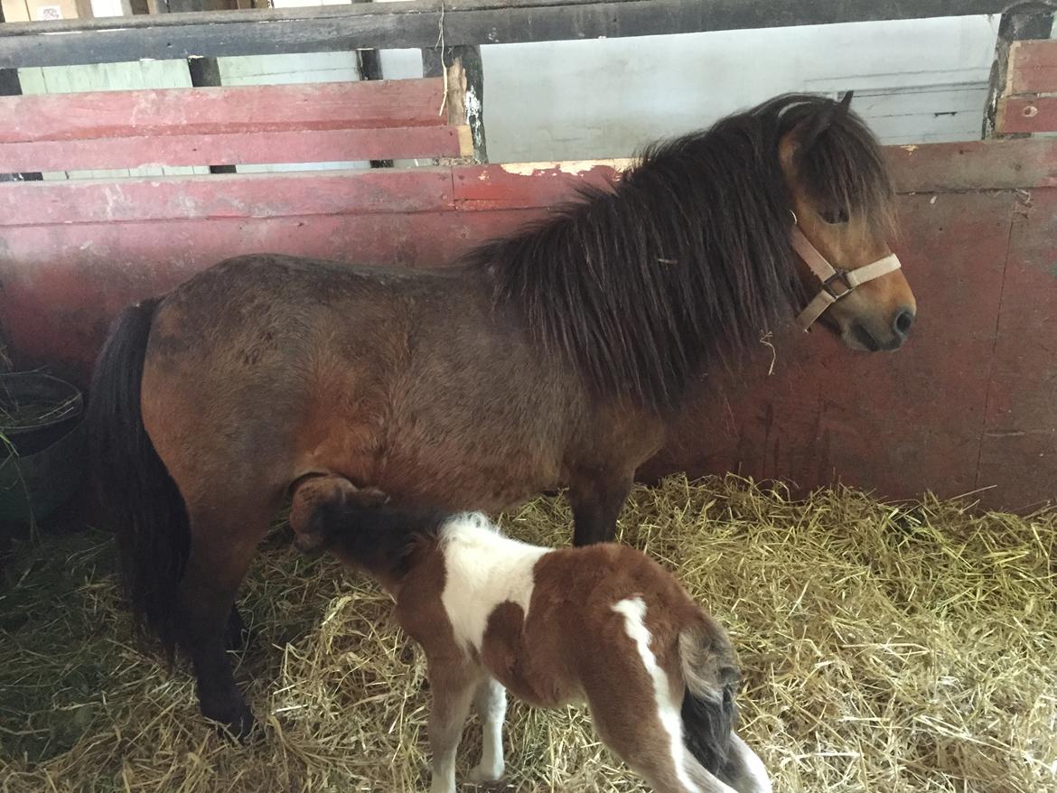 Shetlænder My billede 14