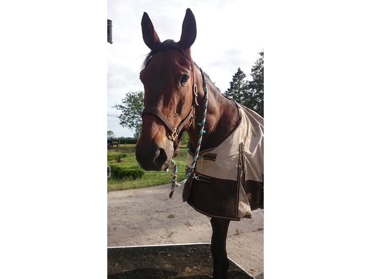 {{currentPhoto.altText}} billede {{currentPhoto.number}}