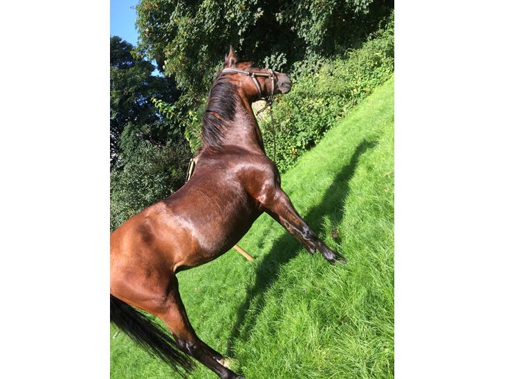 {{currentPhoto.altText}} billede {{currentPhoto.number}}