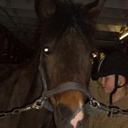 Anden særlig race misty