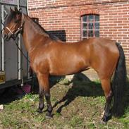 Welsh Partbred (Sec F) Clements Bambi