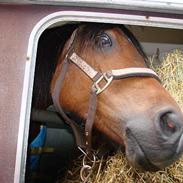 Welsh Partbred (Sec F) Clements Bambi