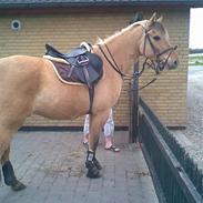 Anden særlig race tornado