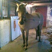 Anden særlig race tornado