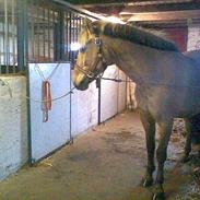 Anden særlig race tornado