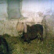 Anden særlig race tornado