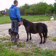 Miniature Ingleby`s Tarok (solgt)