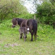 Miniature Ingleby`s Tarok (solgt)