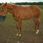 Dansk Varmblod Øgårdens Sheribi