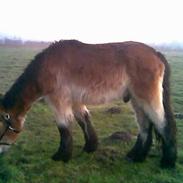 Belgier Ludvig II af Nygaard