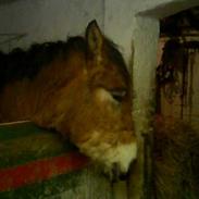 Belgier Ludvig II af Nygaard