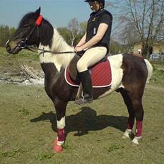 Anden særlig race Hunter 