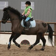 Anden særlig race Bailando "Frederik/Frede"