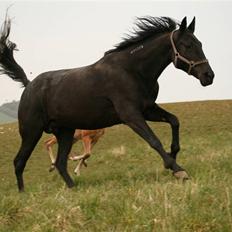 Traver Victoria Drive D