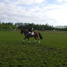 Welsh Pony (sec B) LL Merringgårds Sir Jacob