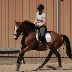 Dansk Varmblod Madigans Daydream, RDH