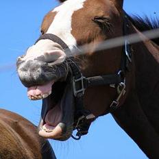 Dansk Varmblod Madigans Daydream, RDH