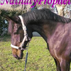 Standardbred Nathaly Prophet (S)