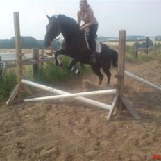 Standardbred Nathaly Prophet (S)