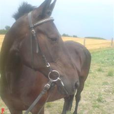 Standardbred Nathaly Prophet (S)