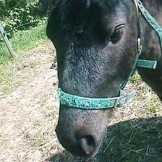 Shetlænder Blakie SOLGT