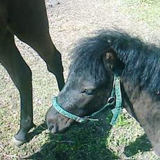 Shetlænder Blakie SOLGT