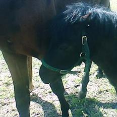 Shetlænder Blakie SOLGT