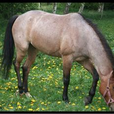 Anden særlig race Dusty 